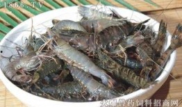 草虾养殖爆料方法视频